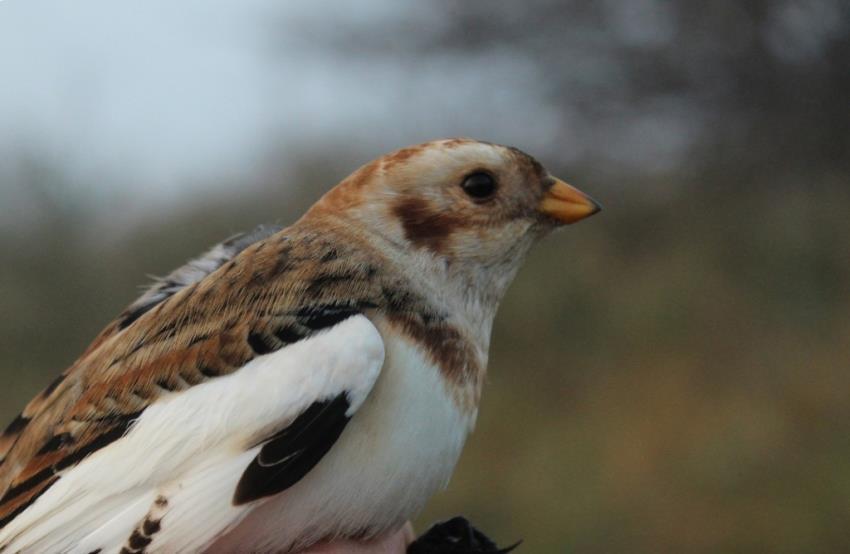 die tijd vele duizenden vogelaars. Eerst vooral Nederlanders, maar later vooral ook Duitsers, Denen en Belgen.