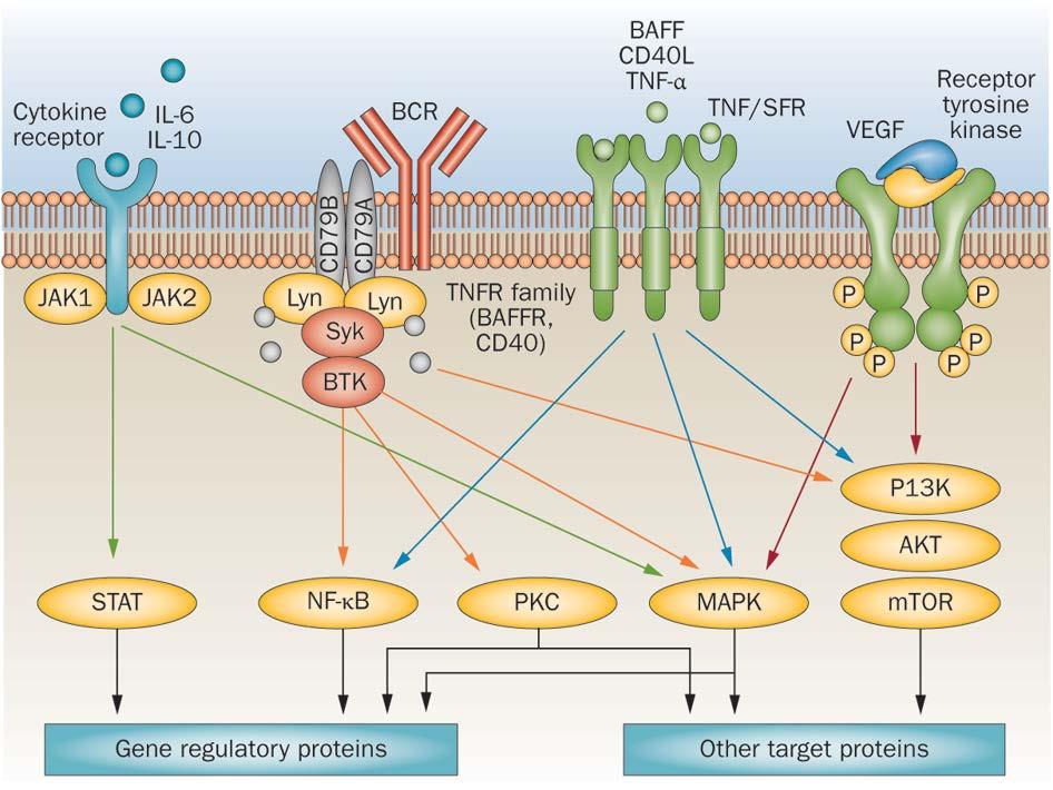 NHL: Targeted therapy: focus on pathways Younes Nat Rev Oncol