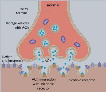 Nicotine en Imidacloprid zijn zenuwgiften Nicotine en imidacloprid bootsen de werking van acetylcholine na op nicotinerge acetylcholine receptoren Acetylcholine is boodschapperstof bij