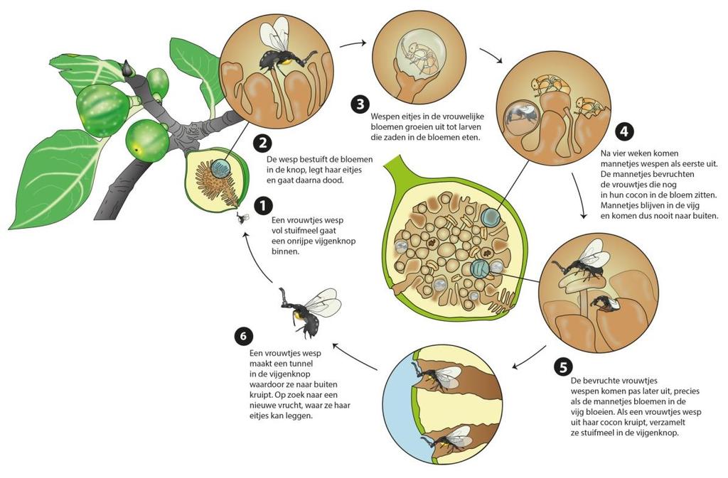 5. Werkblad: Zoeken naar antwoorden Daarna werken de leerlingen aan een werkblad over de Ficus, eventueel in groepjes.