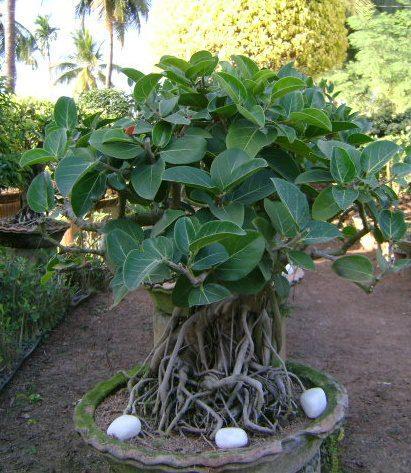 Het is de nationale boom van India, waarvan het grootste exemplaar in de zuidoostelijke staat Andhra Pradesh staat: de Thimmamma Marrimanu. Dit is qua oppervlakte (19.