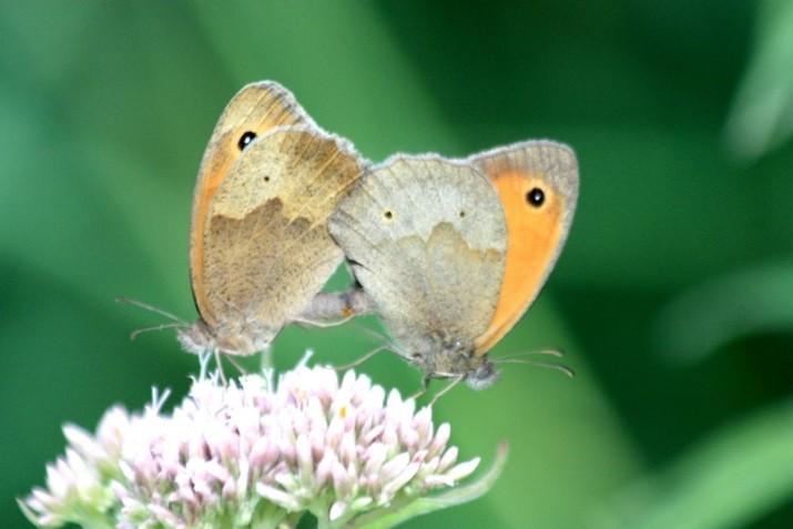 Activiteiten programma 2013 Woensdag 25 september 2013 houden we een Mistery butterfly-avond en er kunnen digitale vlinder- en libellenfoto s ter determinatie worden aangeboden.