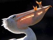 De snavel van de pelikaan ziet er ongewoon uit. Onder de snavel zit een keelzak.