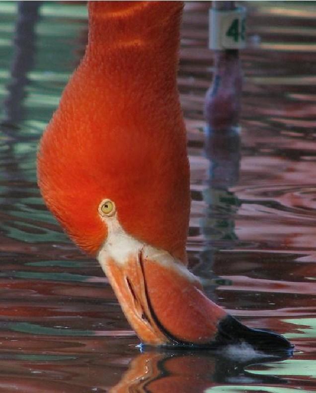 Kleine waterdiertjes Flamingo s hebben een grote, kromme snavel.