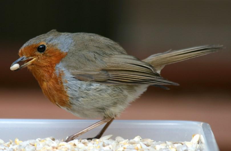 2. Snavels Vogels gebruiken hun snavels op verschillende manieren: A. De snavel als voedselgrijper. Alle vogels gebruiken hun snavel om hun voedsel mee te grijpen. Vogels hebben geen tanden.