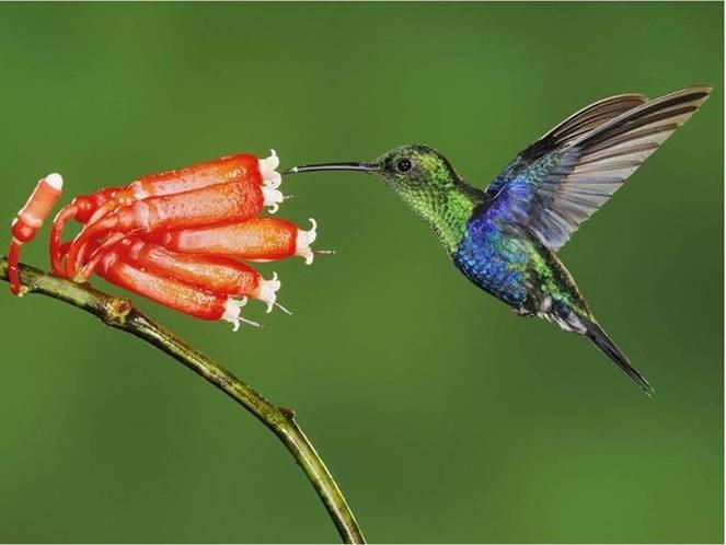 4. Nectar De kolibrie is een klein vogeltje met een lange, puntige snavel. Met die snavel kan de kolibrie heel goed in een bloem komen. Uit de snavel rolt een lange tong.