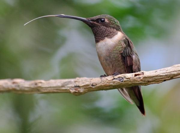 De ene snavel is langer dan de andere. de kolibri de tong van de kolibri Weer een andere snavel is juist naar boven gebogen. De vorm heeft alles te maken met de soort bloem die de kolibrie bezoekt.