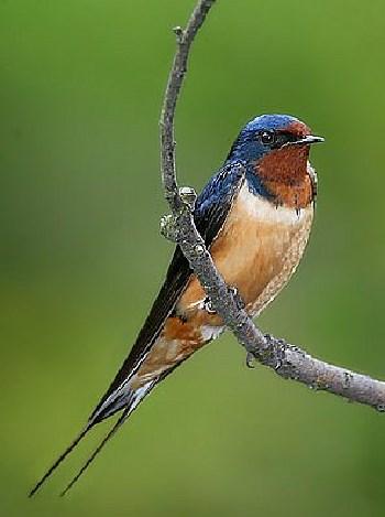 specht en de vliegenvanger zijn voorbeelden van vogels die insecten eten.