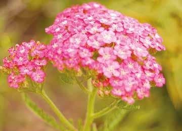 millefolium Desert