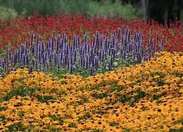 Rudbeckia Goldsturm