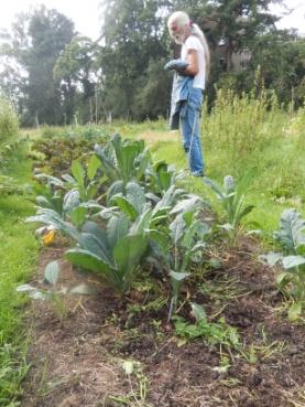 gedrang gezeten, uien van 6 planten, en