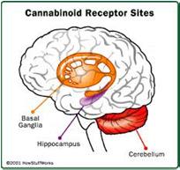 Cannabidiol (CBD) indirecte stimulatie CB1 receptor, FAAH antagonist, multimodale werking mn in