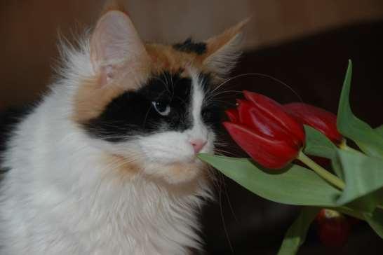 Het bestuur heet de volgende nieuwe leden hartelijk welkom bij Cats and Tulips: Herman de Koning - BethMalka Mariska Claessen - LoveMyBengals Cees v/d Voort - NoMice Evelien v/d Meide - CatteryEvi