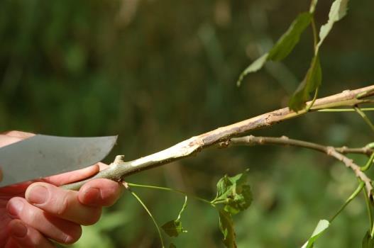 Sterfte van de meerjarige tak met typische wigvormige necrose, eerst onder en vervolgens ook boven de takaanhechting. Het verloop bij jonge essen is anders dan bij oudere bomen.