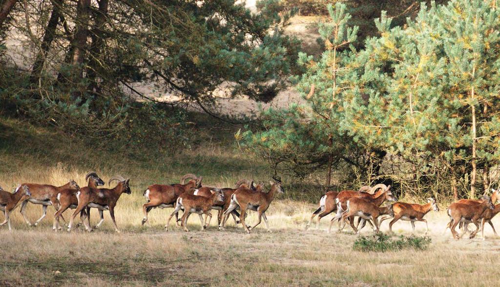 2 Moeflons Na het passeren van het raster wandelt u door een bosreservaat waar de moeflons graag vertoeven. De dieren worden ingezet om vergrassing en dichtgroeien van de heide tegen te gaan.