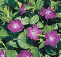 Oktober Paars - roze Vinca Minor