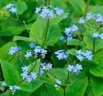 Brunnera Macrophylla - Vergeet mij nietje 30 tot 40 cm Halfschaduw April - Mei Blauw