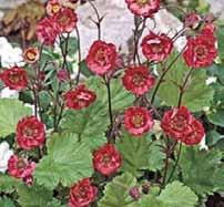 Geum Flames of passion - Nagelkruid