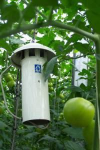 Introductie temperatuur Met temperatuur kan de balans in de plant worden gehouden. De temperatuur bepaalt de snelheid van de processen die in de plant spelen.