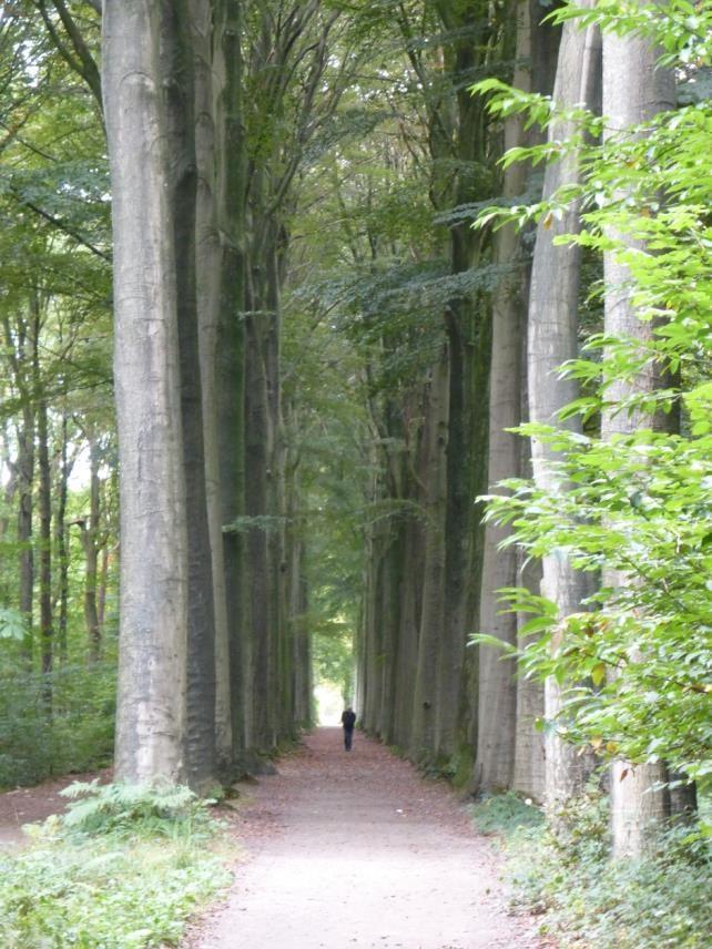 Vervanging van dreven in bossen In bossen met historisch middelhout-/hakhoutbeheer Afweging: