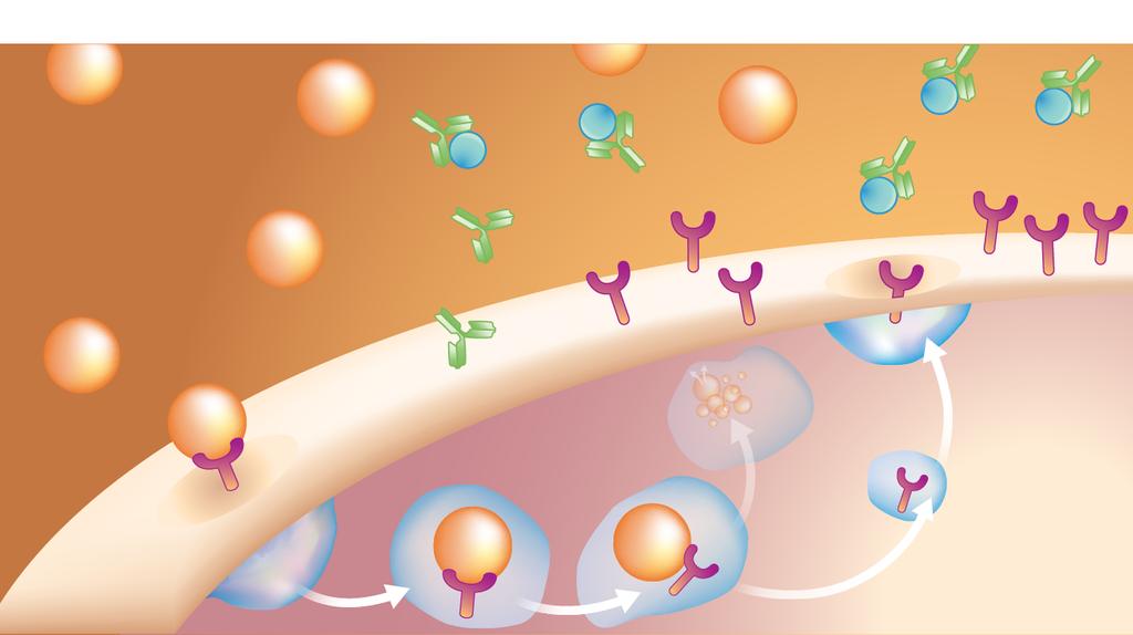 LDL-waarden = familiale hyperchlesterlemie (FH) lss-f-functin mutaties : hypchlesterlemie; geen athermatse; => PCSK9 als target vr behandeling : mnclnale antibdies