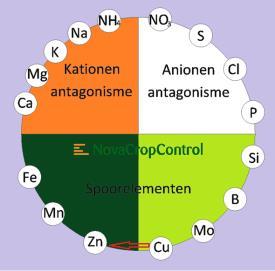 Meststoffengift plantopname Onderlinge interacties Elementen binnen 1 kleur beperken elkaar direct in de opname. Als één hoog is, zal dat een verminderde opname van de andere(n) met zich meebrengen.