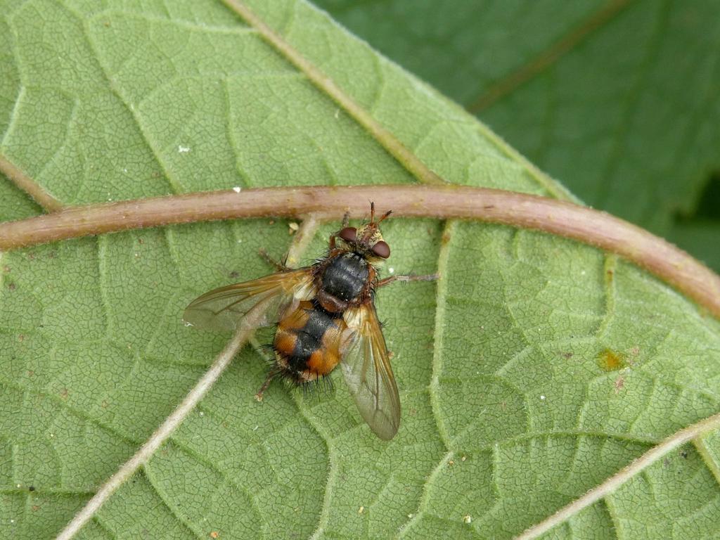 Het is een woeste sluipvlieg, maar welke? De woeste sluipvlieg is één van de ruim 300 soorten sluipvliegen die in ons land voorkomen. Hij dankt zijn naam aan de lange haren op het lichaam.