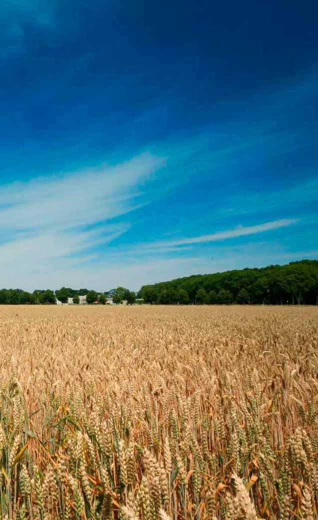 Een nieuw krachtig graanfungicide Aviator Xpro is dé nieuwe standaard in de strijd tegen graanschimmels.