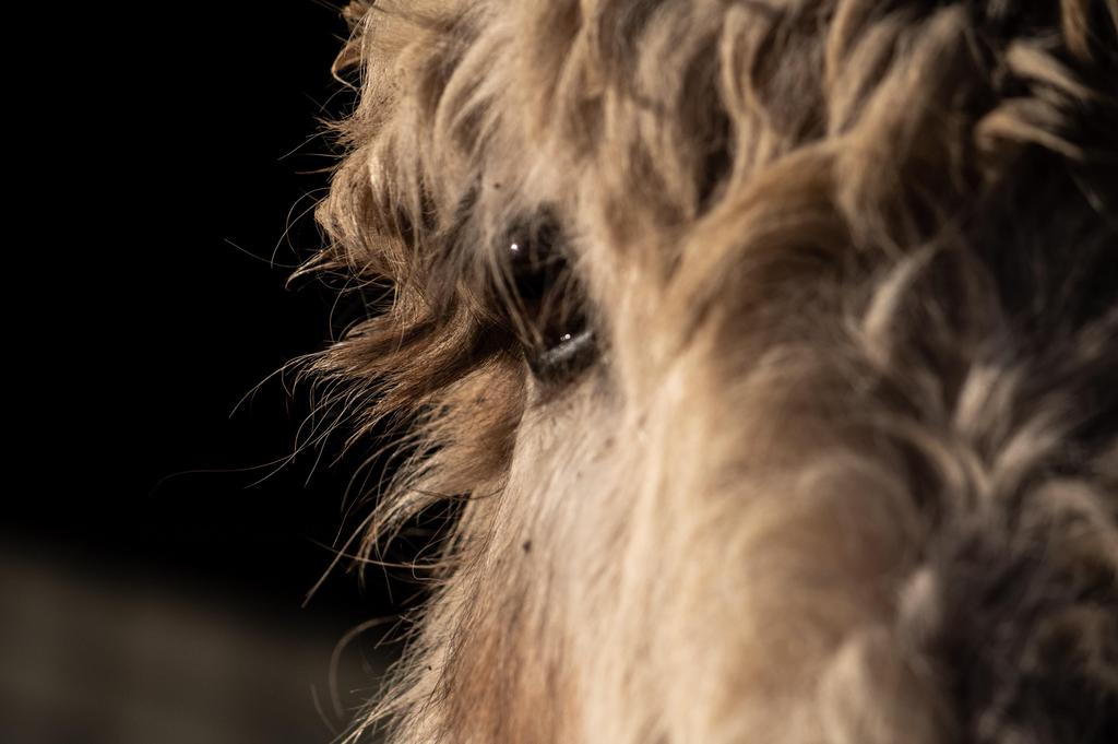 Voorwoord Het jaar 2018 stond vooral in het teken van het uitzwaaien en verwelkomen. Dit geldt zowel voor de aan de Stichting toevertrouwde ezels als ook voor de bestuursleden.