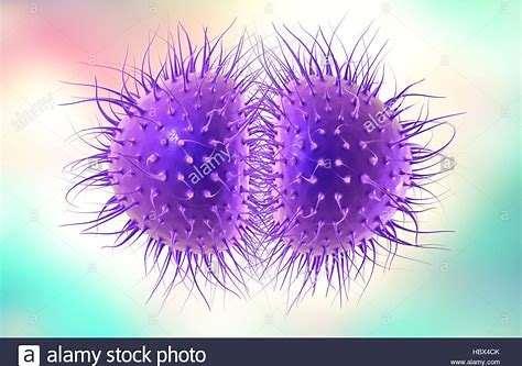 polysaccharides in kapsel In Nl voorkomend: