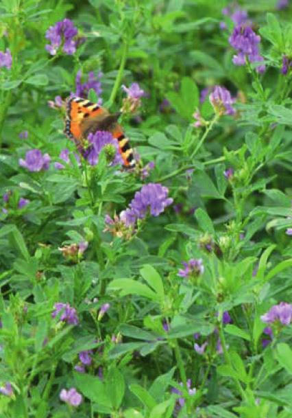 Eiwitgewassen en GLB Luzerne Planet Rode klaver Taifun, Milvus, Harmonie Wordt de koningin onder de voederplanten genoemd. Luzerne is vlinderbloemig en bindt stikstof.