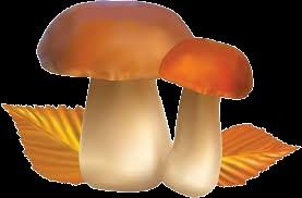 Uit het leven van een paddenstoel 7 5.