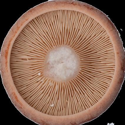 1. De steel De steel draagt de hoed van de paddenstoel.