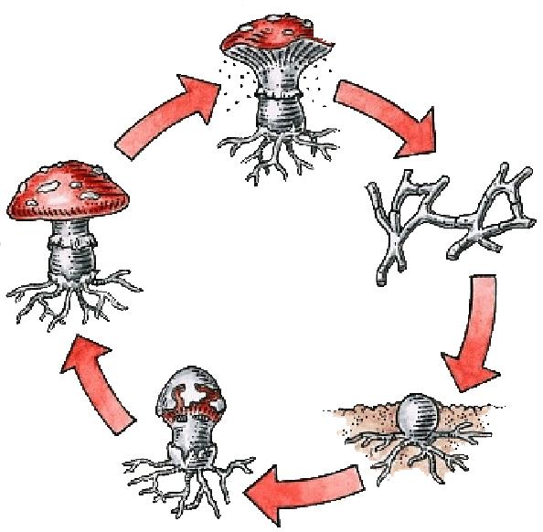 4. Uit het leven van een paddenstoel 5. De paddenstoel is volwassen.