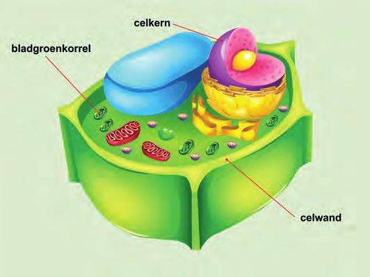 Morfologische en botanische kenmerken 15 PLANTENCELLEN Afb. 1.7 De opbouw van een plantencel Weefsel Een plant is opgebouwd uit cellen.