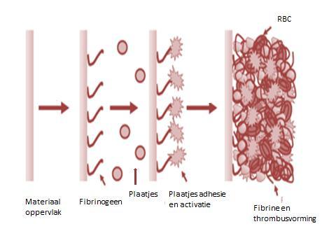 Niet-cellulaire activatie Wanneer bloed in contact komt met het vreemde oppervlak van de CPB treden een aantal reacties op.