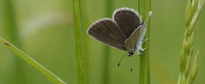 Verdwenen: 15 soorten dwergblauwtje dwergdikkopje groot geaderd witje grote ijsvogelvlinder kalkgraslanddikkopje moerasparelmoervlinder purperstreepparelmoervlinder rode vuurvlinder rouwmantel