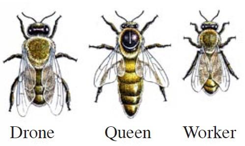 Insecten Sommige insecten leven in grote groepen. Je leest meer over honingbijen, mieren en sprinkhanen op de volgende bladzijden. Honingbijen Honingbijen leven in grote groepen bij elkaar.