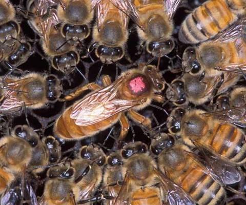 De koningin legt eitjes waaruit larven groeien. Die larven veranderen later in jonge bijen. B. De werksters. In een volk zijn de meeste bijen werksters.