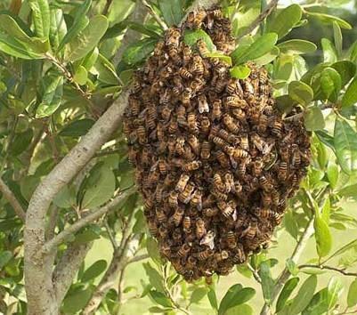 Het nest van de bijen wordt voller en voller. Ook worden er koninginnen geboren.