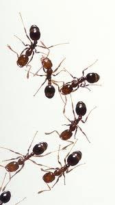 de mierenkolonie Een zwerm bijen verlaat het nest Mieren Ook mieren werken in een groep samen. Zo n groep heet bij mieren een kolonie.