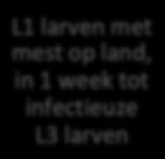 komen uit in darm: L1 larven Opname