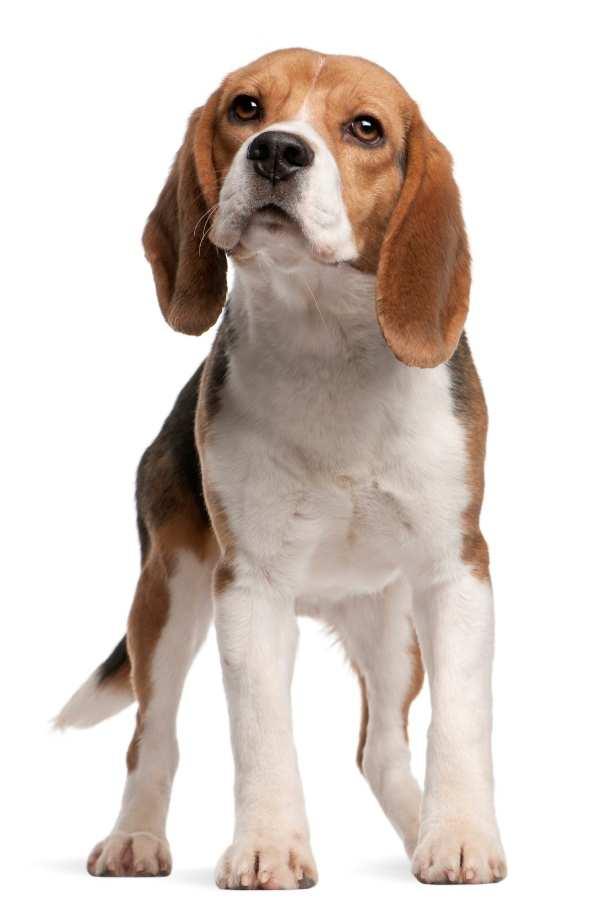 Beagles kunnen slecht tegen alleen zijn en kunnen dan hun luide stem flink laten horen.
