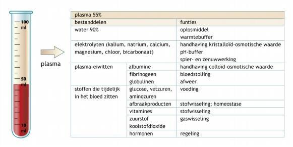 In het bloedplasma zitten rode bloedcellen, witte bloedcellen en bloedplaatjes. Deze ontstaan in het beenmerg (in platte botten en het opperarmbeen en het dijbeen).