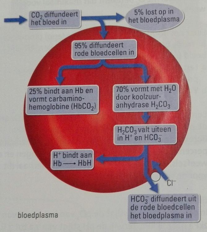 De afbeelding hieronder laat zien hoe CO 2 verwerkt wordt in de rode bloedcellen.