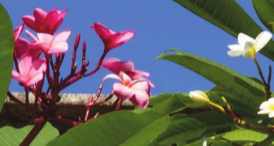 Ook al woon je tegenover de Orto Botanico: een eigen Plumeria is je toch