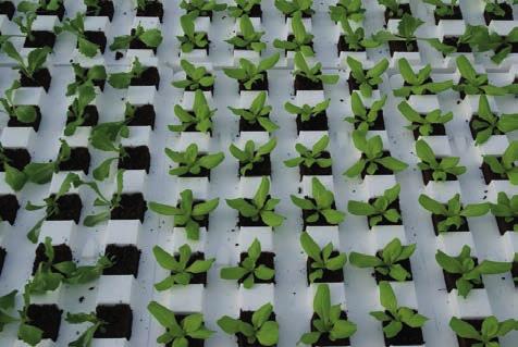 2 Plantmateriaal Op verzoek van WUR Glastuinbouw zaaide TopKrop in Schipluiden de sla in de plantblokken met speciaal veensubstraatmengsel in de start- of zaaidrijvers.