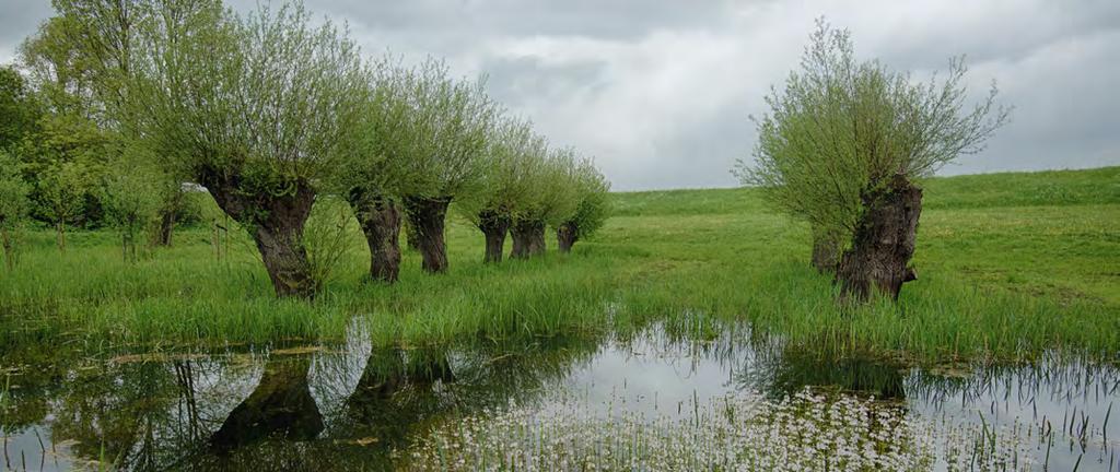 WIE IS COLLECTIEF RIVIERENLAND? Collectief Rivierenland is begin 2015 opgericht door de zes agrarische natuurverenigingen in het rivierengebied.