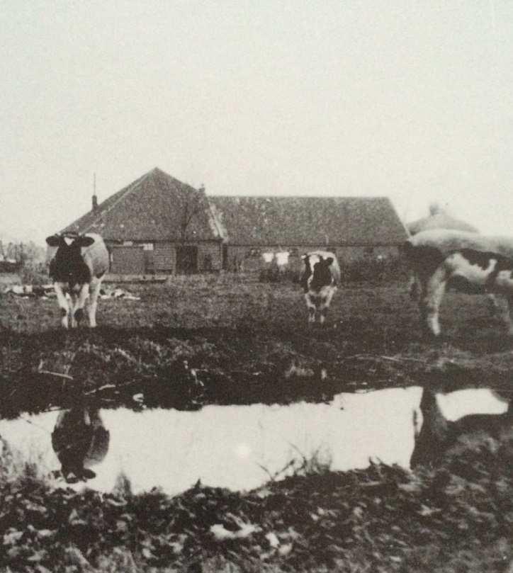 De in de 18 e -eeuw als zodanig verbouwde stelphoeve aan het begin van de 20 e eeuw. Foto Westzaan in vervlogen jaren (deel 1).