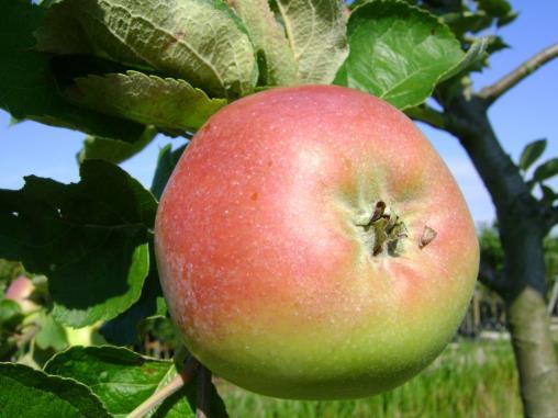 15. APPEL MALUS DOMESTICA ZOETE ERMGAARD Hoogte: 7-9m Breedte: 5-7m Kroonvorm: rond